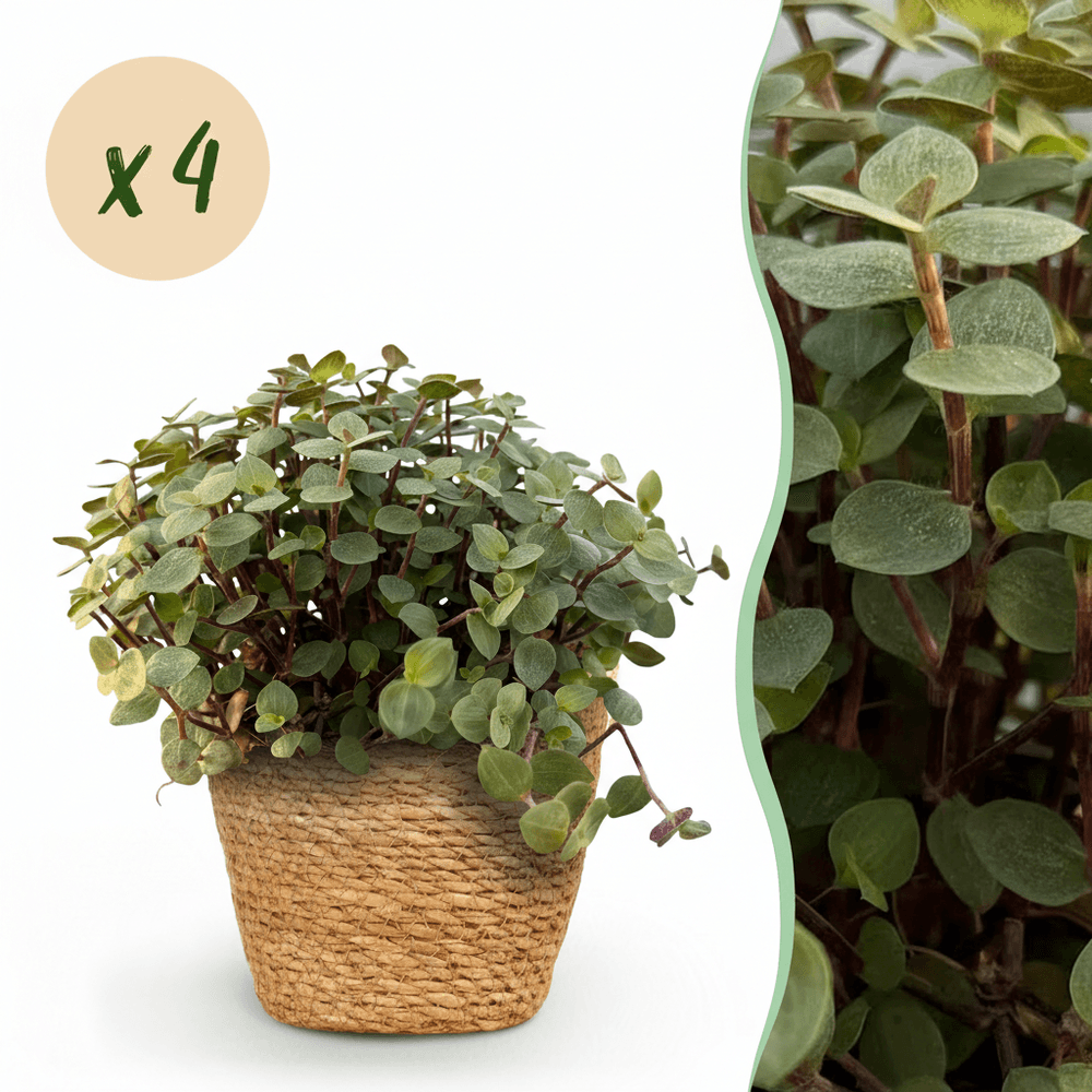 Calissia repens - pet-friendly - pot de 12cm - hauteur 17-20cm - plantes d'intérieur