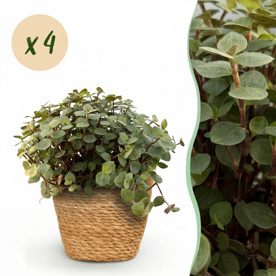 Calissia repens - pet-friendly - pot de 12cm - hauteur 17-20cm - plantes d'intérieur