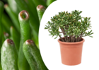 Crassula ovata 'hobbit' xl - plante d'intérieur - succulente - ⌀ 30cm - h55-60cm