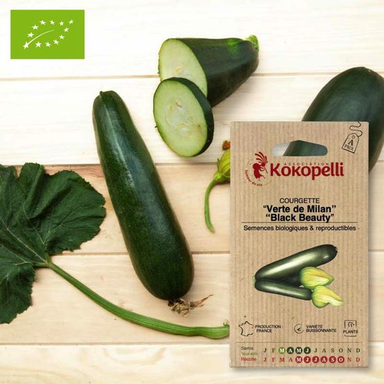 Courgette verte de milan- graines bio à semer
