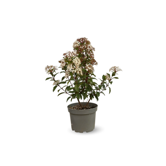 Laurier tin - viburnum tinus - ↕ 50-60 cm - ⌀ 20 cm - plante d'extérieur