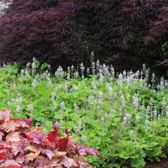 Tiarelle sunset ridge godet - 5/20 cm