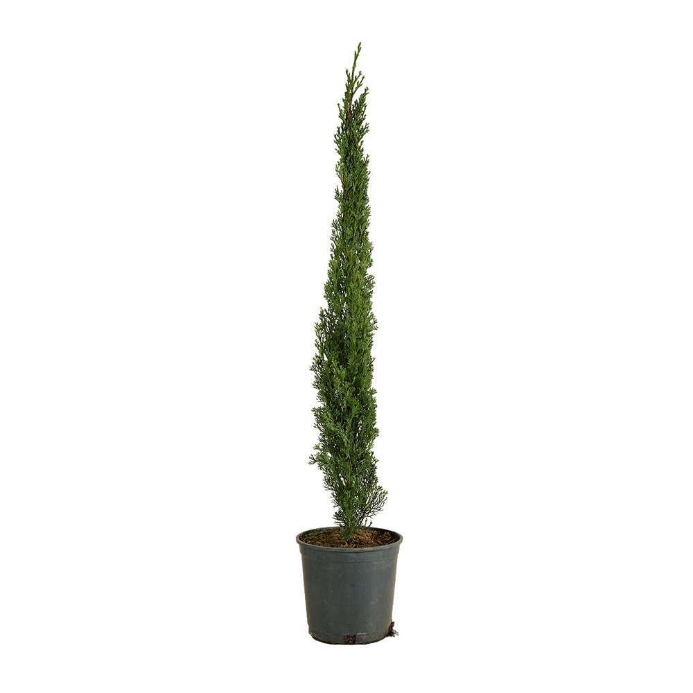 Cupressus sempervirens - cyprès italien - h. 80-100 cm - p. Ø 18 cm