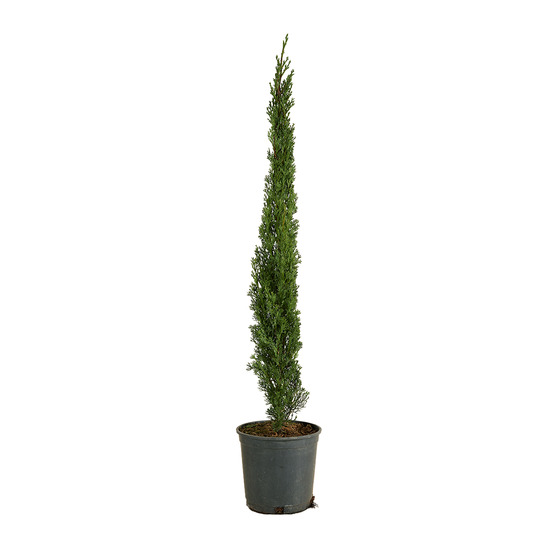 Cupressus sempervirens - cyprès italien - h. 80-100 cm - p. Ø 18 cm