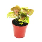 Mini-plant - syngonium - tute violet - idéal pour les petits bols et verres - petite plante en pot de 5,5 cm