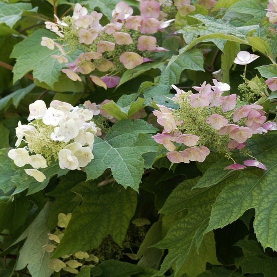 Hortensia à feuilles de chêne 'burgundy' pot de 2l/3l