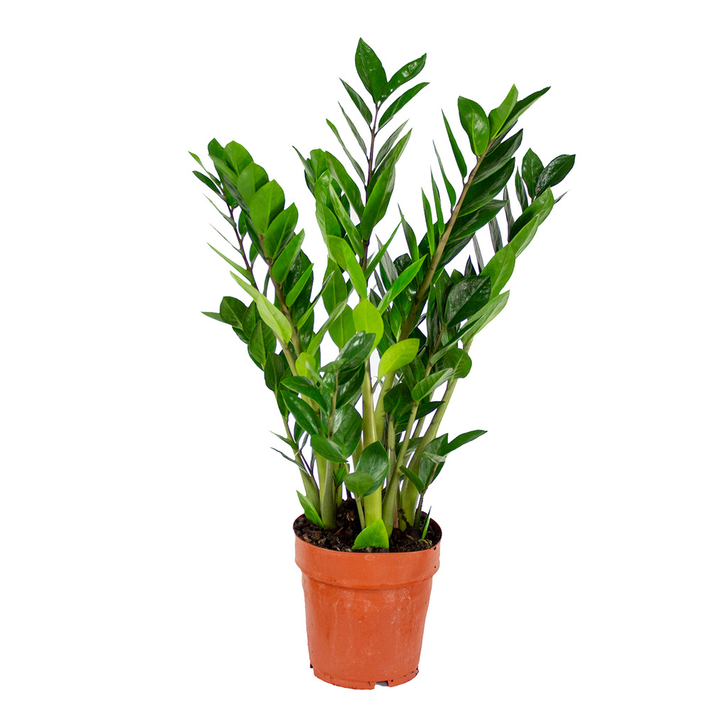 Zamioculcas zamiifolia - plante zz - plante d’intérieur - dépolluante - hauteur 50-60 cm - pot 17 cm