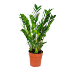 Palmier émeraude - zamioculcas - plante d'intérieur en pot de pépinière ⌀17 cm - ↕60 cm