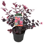 Loropetalum 'ever red' - plante d'extérieur et pot de culture ⌀13 cm - ↕25-30 cm