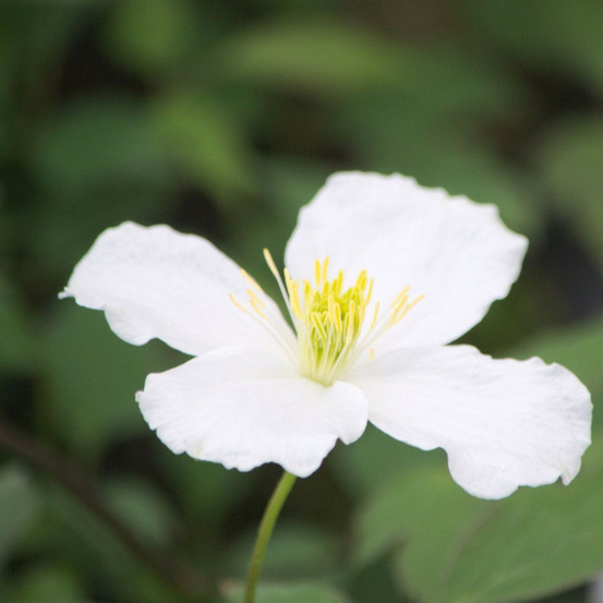 Clématite montana spooneri pot de 3l - echelle bambou 60/120 cm