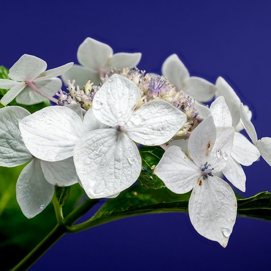 Hortensia à grandes feuilles 'libelle' (hydrangea macrophylla 'libelle')