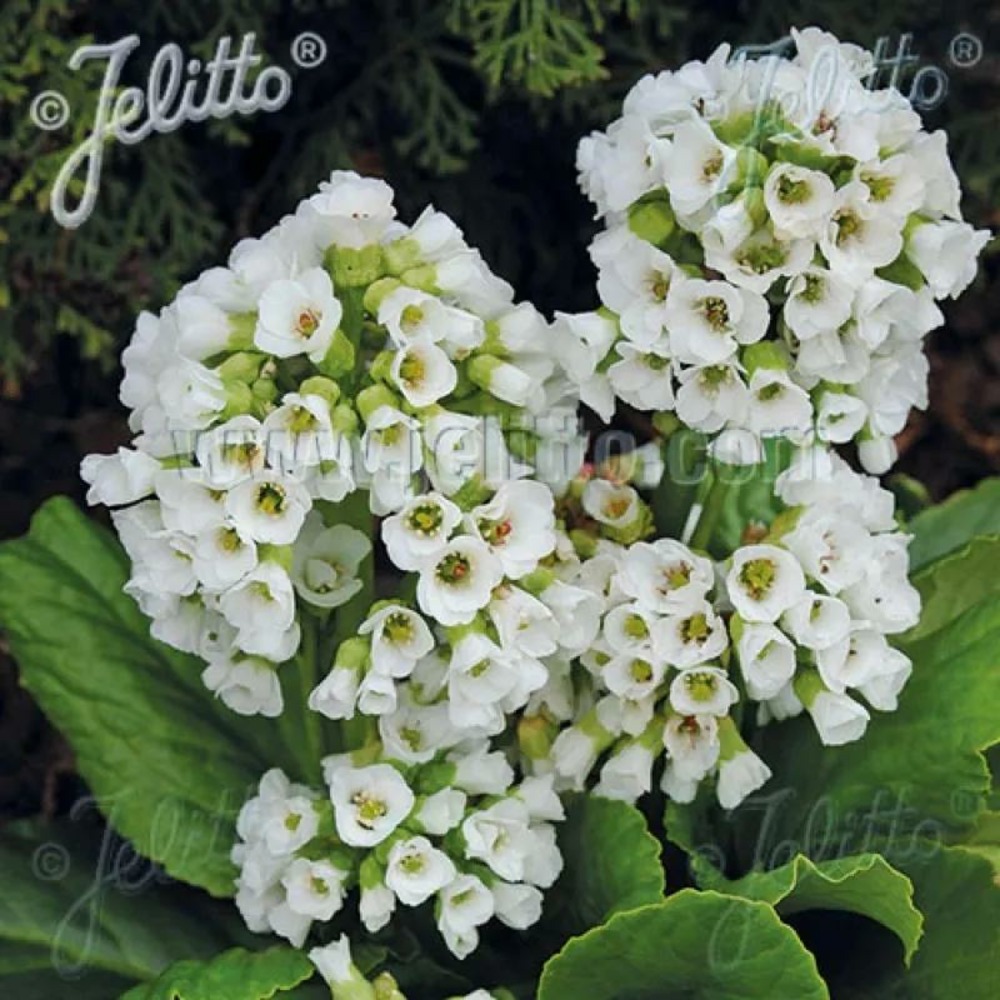 Bergénia snowtime lot de 9 godets