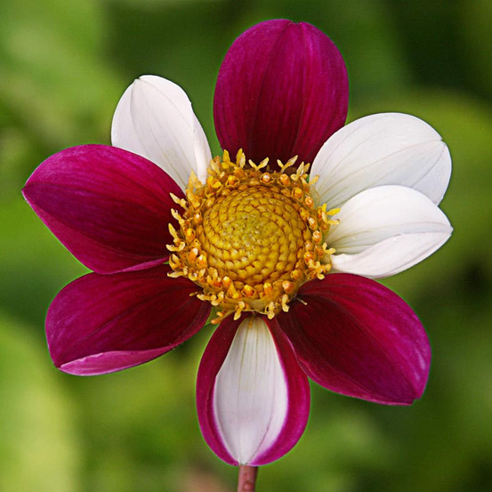Dahlia décoratif 'twyning's smartie' bulbe calibre i