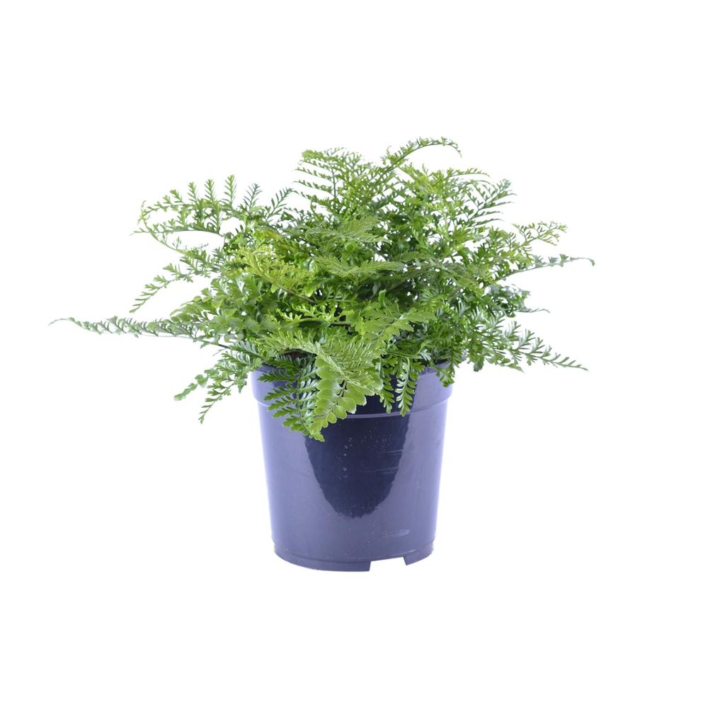 Asplenium parvati - ø21cm - ↕40cm - plantes d'intérieur