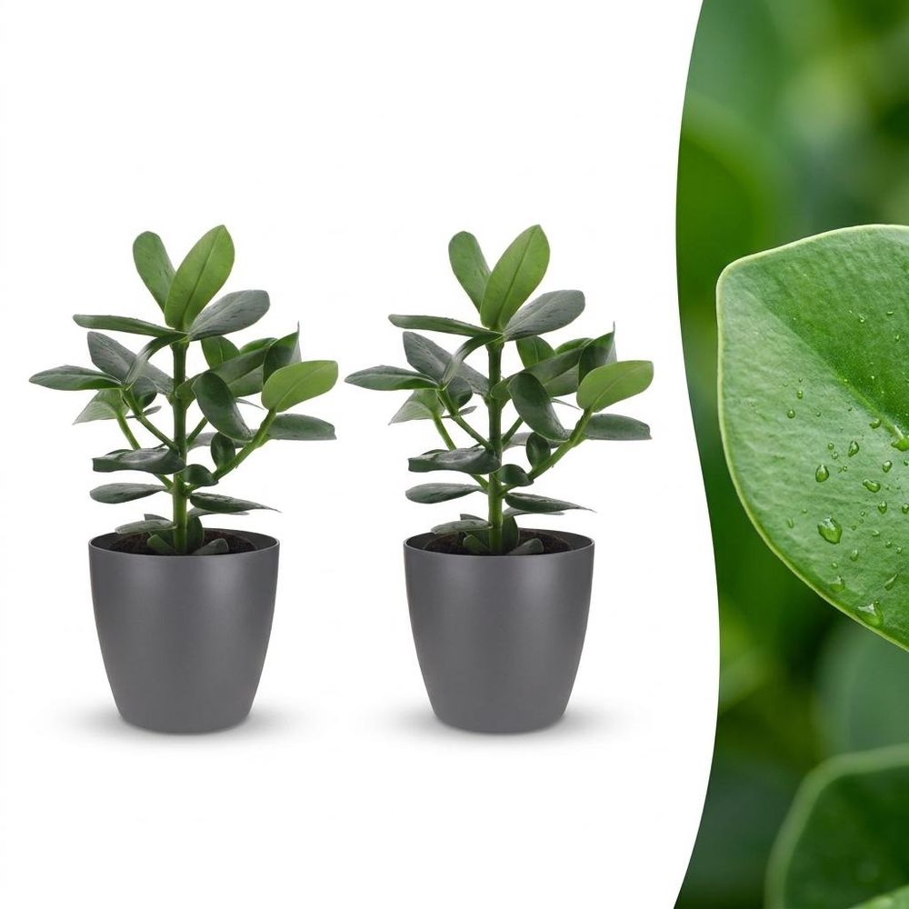 Clusia princess - avec pot gris - lot de 2 - ø12cm - ↕40cm - plante d’intérieur