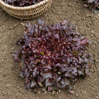 Laitue red salad bowl, le sachet / 2g / ±1500 graines