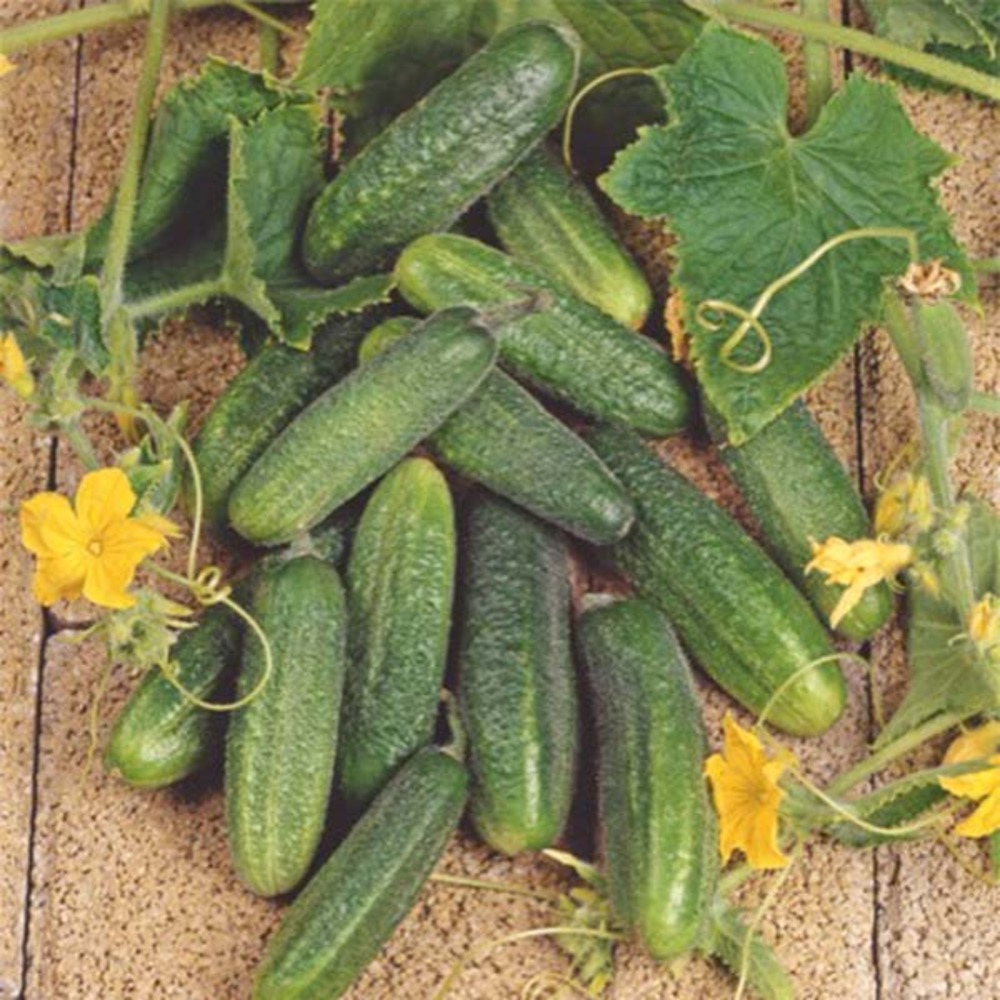 Cornichon 'hokus' le sachet de 50 graines environ (1,5g)