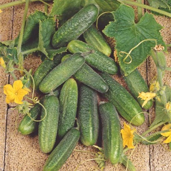 Cornichon 'hokus' le sachet de 50 graines environ (1,5g)