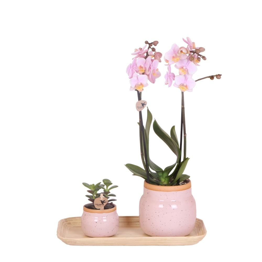 Orchidée phalaenopsis rose et crassula avec plateau en bambou 35cm - plante d'intérieur