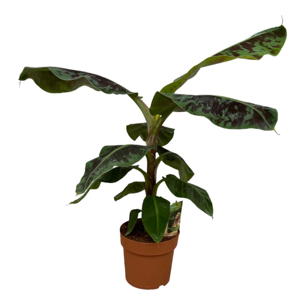 Musa - plantes d'intérieur