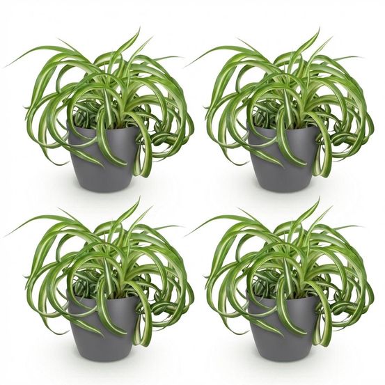 Lot de 4 - chlorophytum comosum bonnie - h25 cm