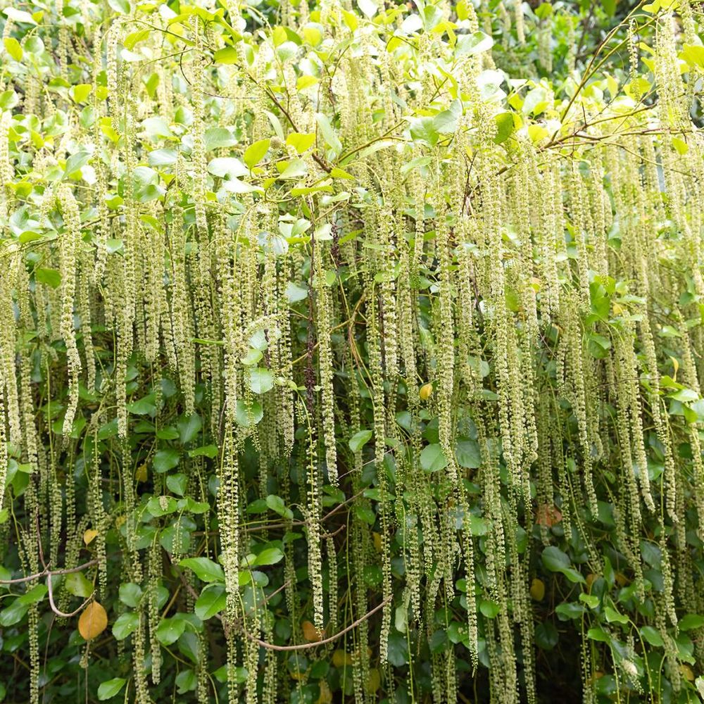 Itea à feuilles de houx pot de 2l/3l