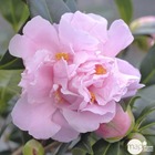 Camellia x 'el dorado ': 2 litres (rose brillant)