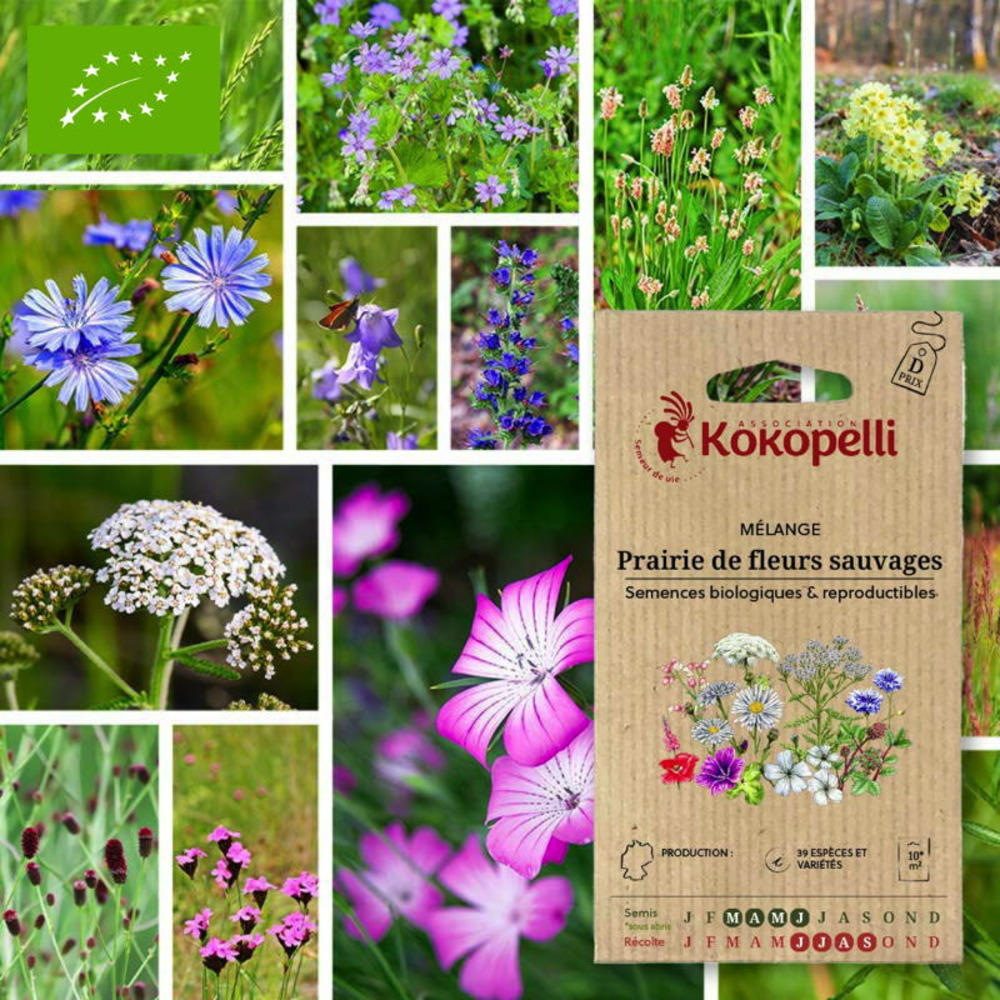 Mélange prairie de fleurs sauvages- graines bio à semer