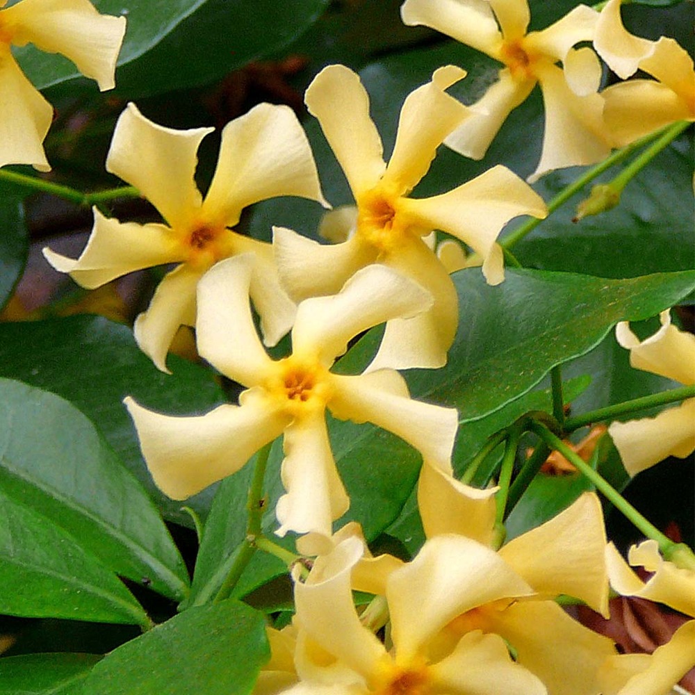 Lot de 2 - trachelospermum jasminoides - jasmin étoilé jaune - 50-70 cm de haut - pot 15 cm
