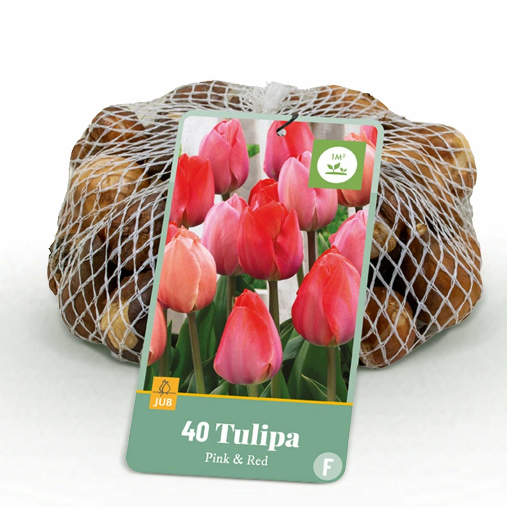 Tulipe pink-red – lot de 40
