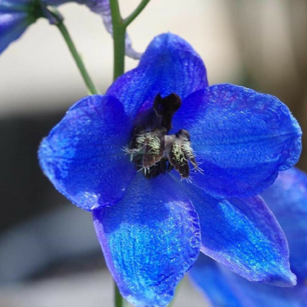 Pied-d'alouette atlantis, delphinium lot de 3 godets