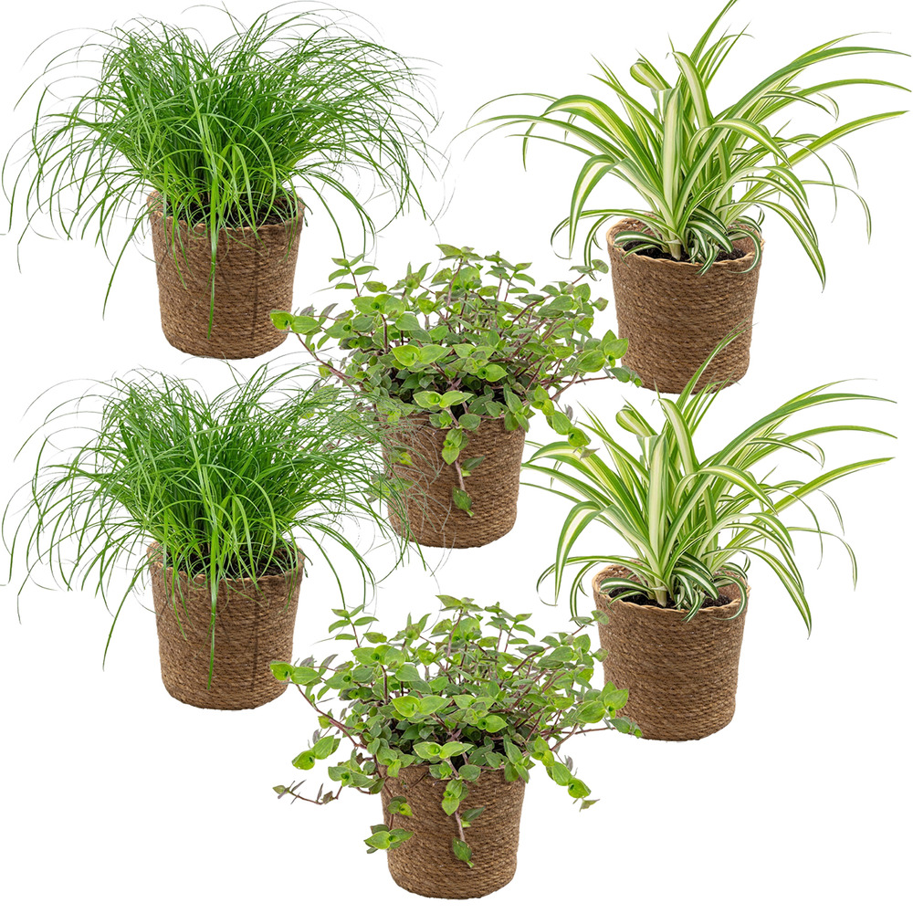 Lot de 6 - plantes sans danger pour les animaux - hauteur 20-30 cm - panier en jonc de mer 12 cm
