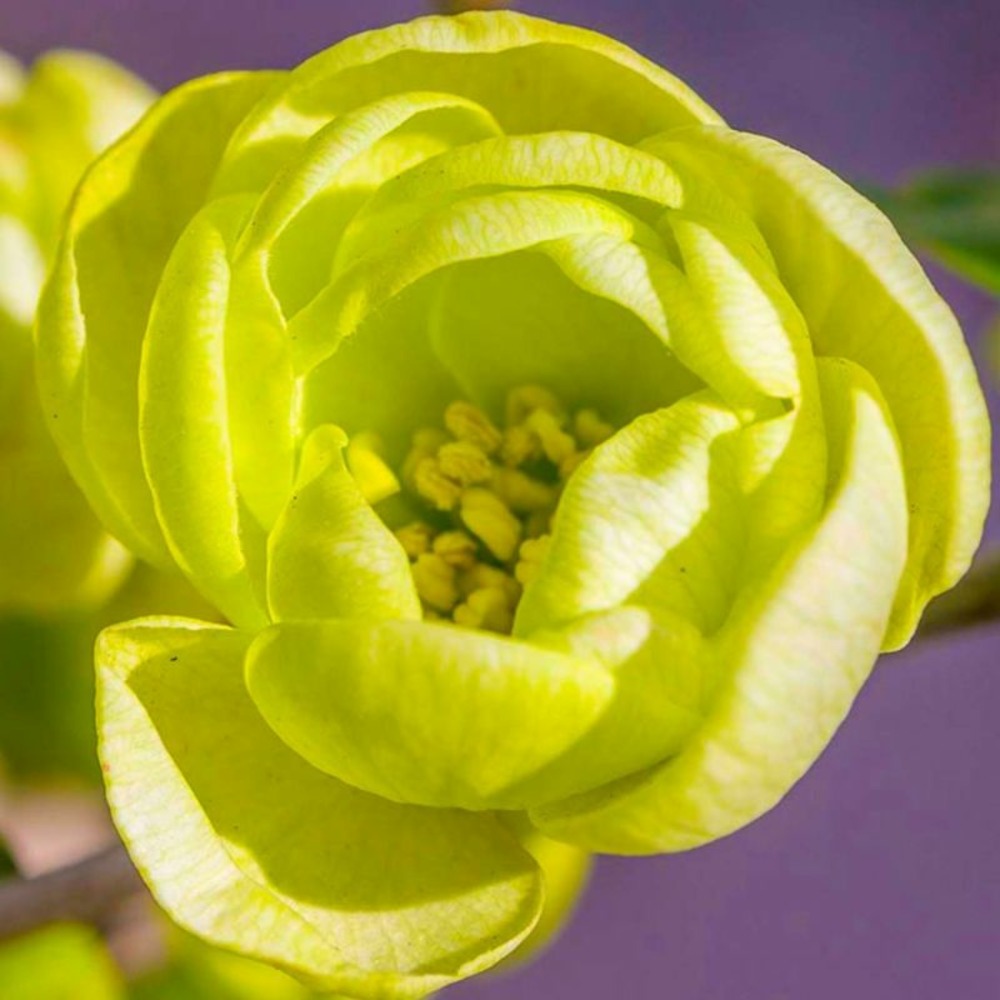 Cognassier du Japon 'Kinshiden' (Chaenomel…