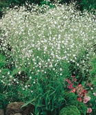 Gypsophile blanc plante vivace - 3 godets
