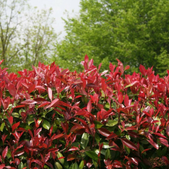 Photinia red robin - photinia xfraseri red robin en pot 5l 80/100cm