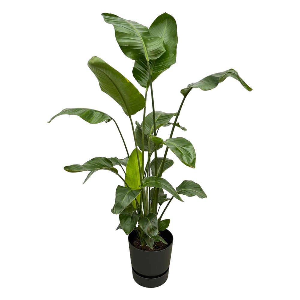 Strelitzia nicolai - plantes d'intérieur
