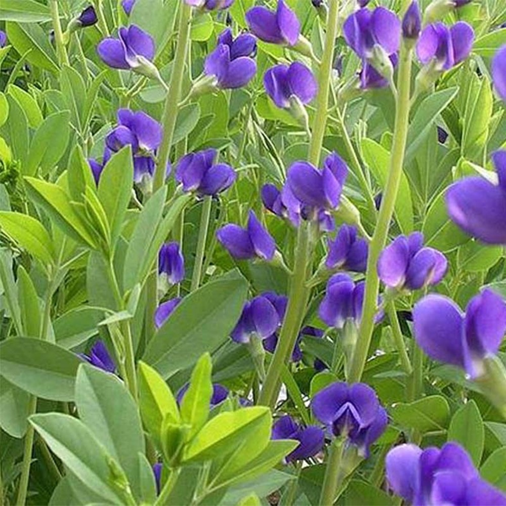 Lupin indigo 'caspian blue' godet de 8/9 cm