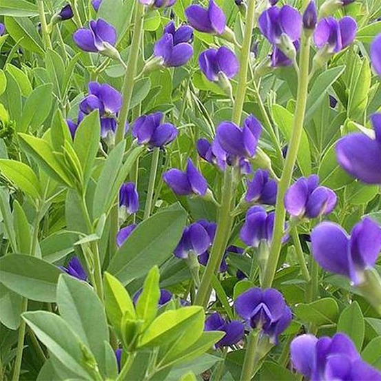 Lupin indigo 'caspian blue' godet de 8/9 cm