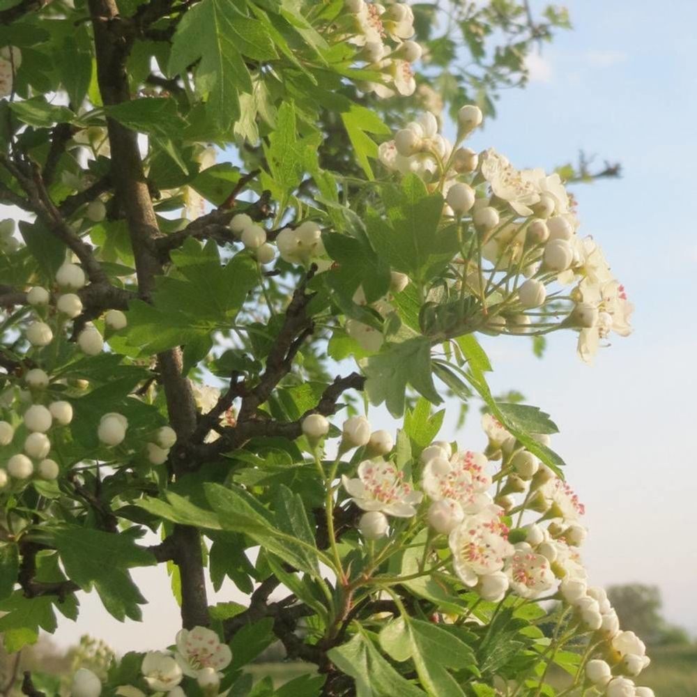 Aubépine monogyne, crataegus pot de 4l - 40/60 cm