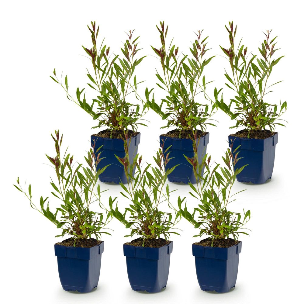 Gaura 'whirling butterflies' - lot de 6 - pot 11 cm - hauteur 25 cm - plante d'extérieur