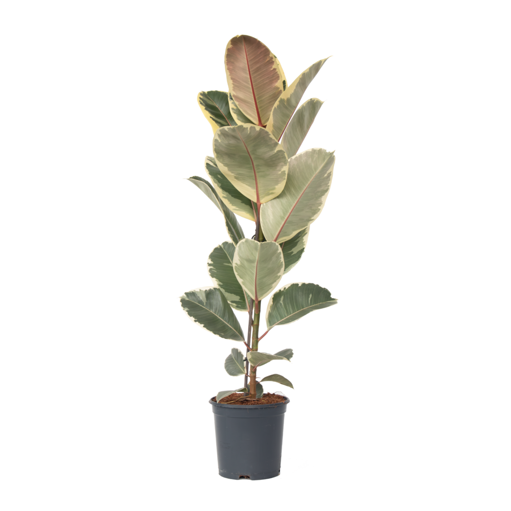 Caoutchouc - ficus elastica 'tineke' - hauteur 75-100cm - ⌀24cm