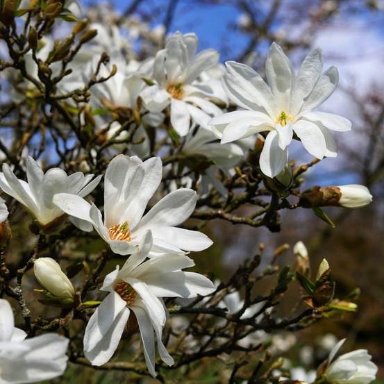 Magnolia stellata royal star - le pot / 2l / hauteur livrée 30-40cm