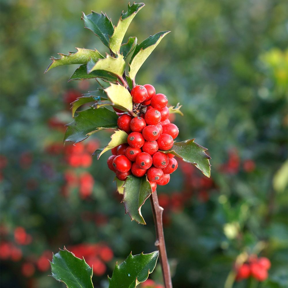 Houx 'mesid' godet de 8/9 cm