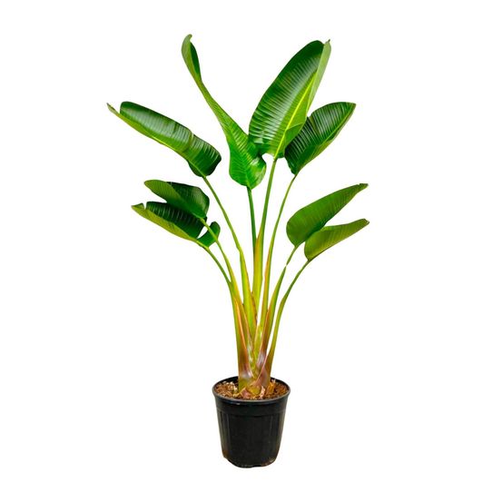 Strelitzia augusta - plantes d'intérieur