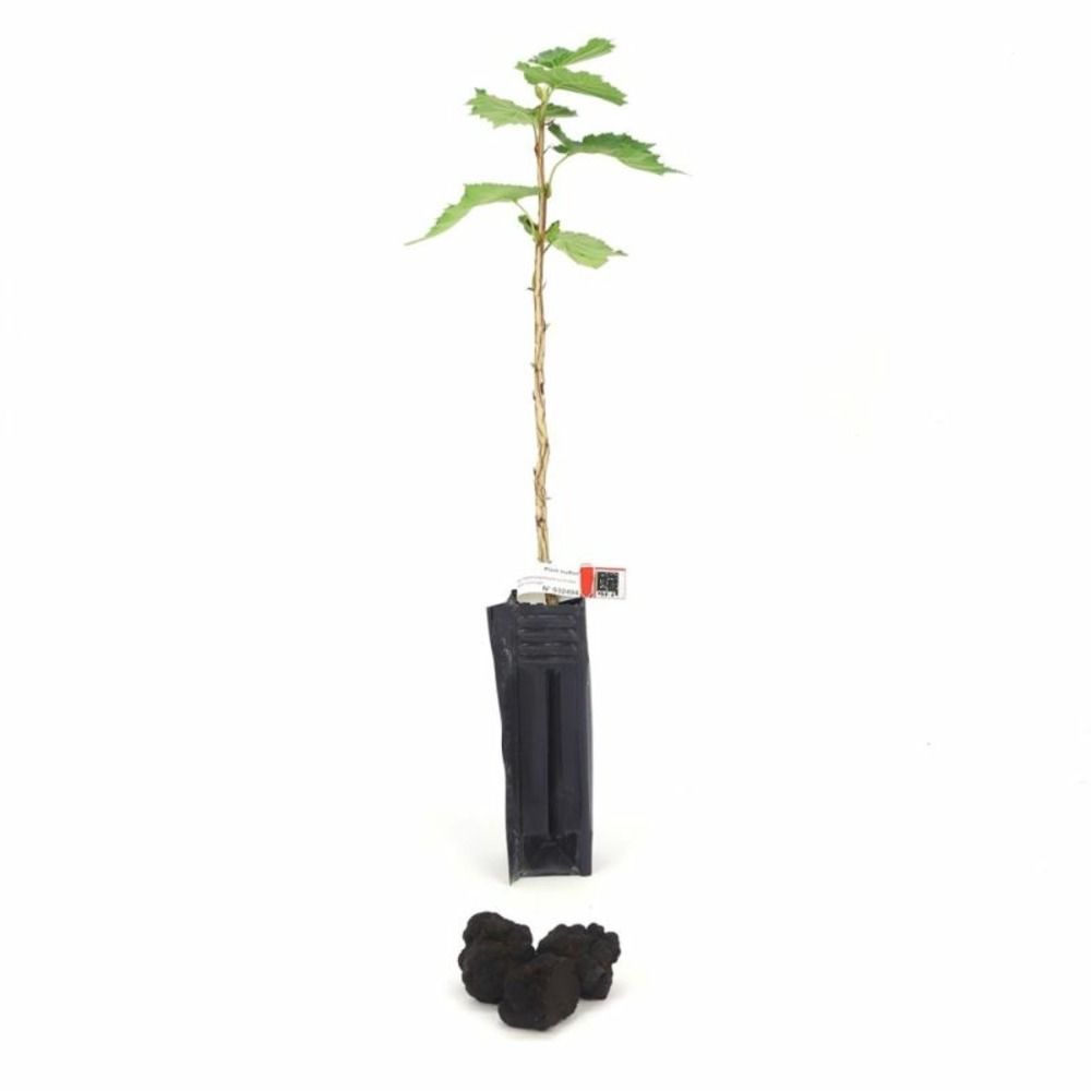 Noisetier de byzance melanosporum (corylus colurna)