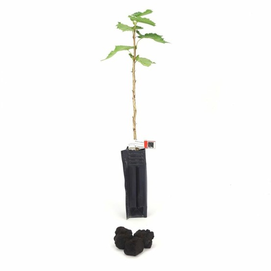 Noisetier de byzance melanosporum (corylus colurna)