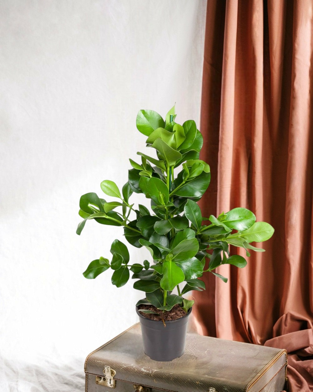 Clusia rosea 100cm - plante d'intérieur