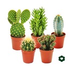5 cactus différents en set - pot de 5,5cm