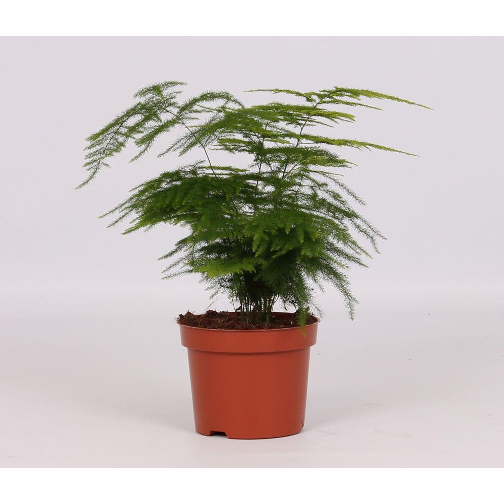 Asparagus setaceus - ø12cm - ↕28cm - plantes d'intérieur