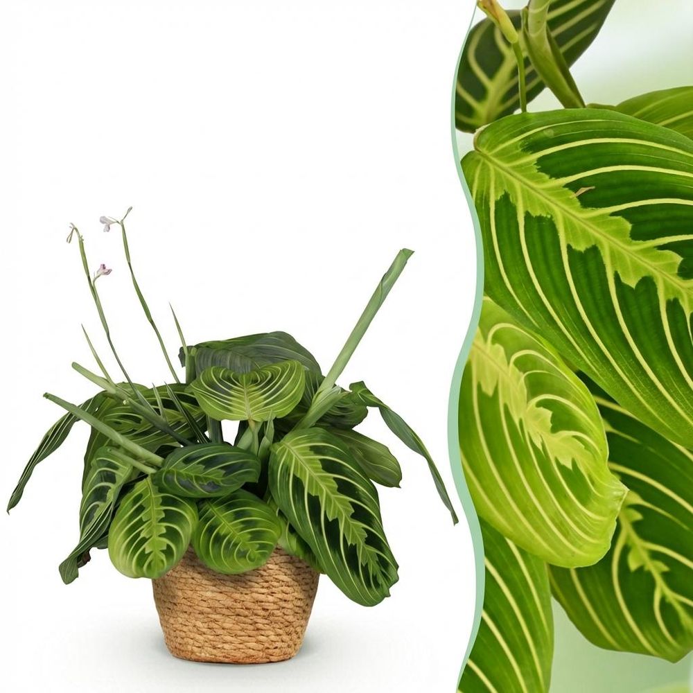 Maranta fascinator lemon lime - pet-friendly - plante de prière - pot de 12cm - hauteur 25-35cm - plantes d'intérieur